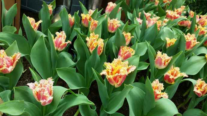 You are currently viewing 2015.04.10 滨海南花园郁金香展