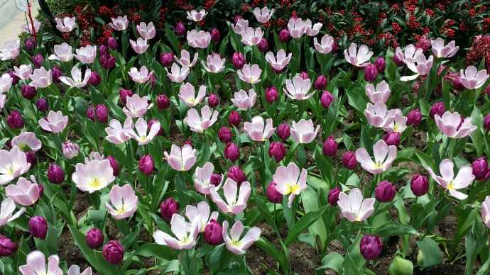 Domes-04.jpeg Domes 04