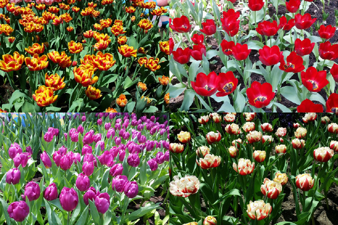 Domes-05.jpeg Domes 05