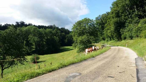 Gruiller-01.jpeg Gruiller 01