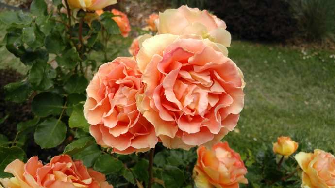 Hobart3-32.jpeg Hobart3 32