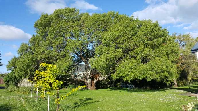 Lancheston-01.jpeg Lancheston 01