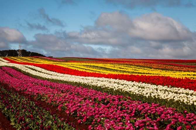 Lancheston-16.jpeg Lancheston 16