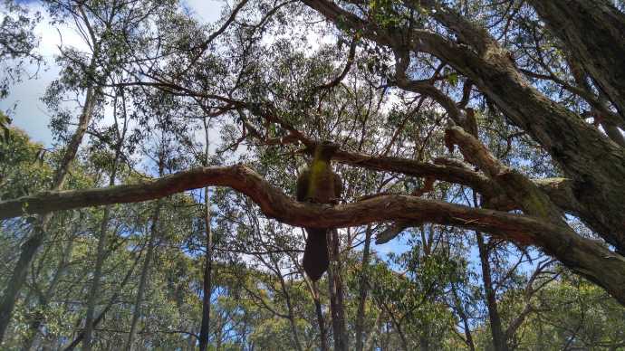 Mornington-32.jpeg Mornington 32