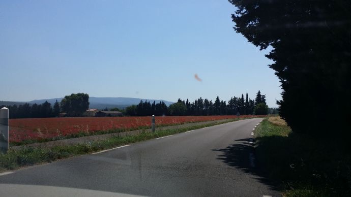 Orange-12.jpeg Orange 12