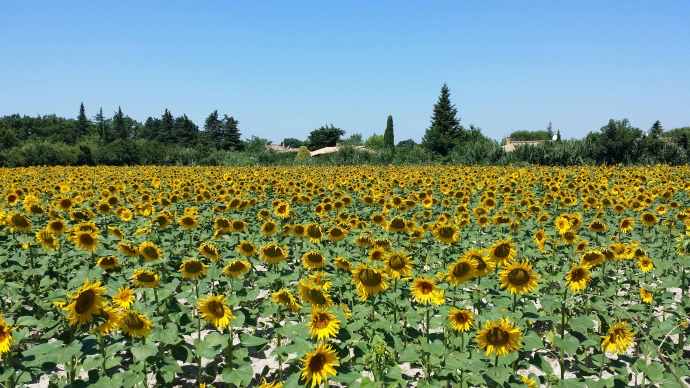 Orange-13.jpeg Orange 13