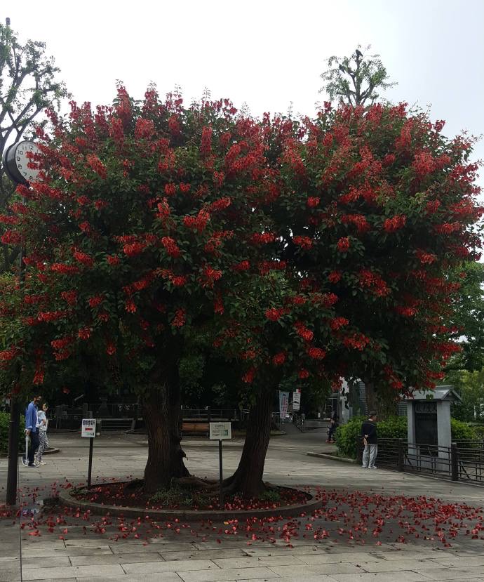 RibikuParks-01.jpeg RibikuParks 01