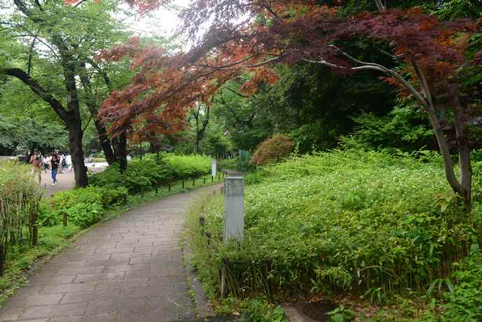 RibikuParks-02.jpeg RibikuParks 02