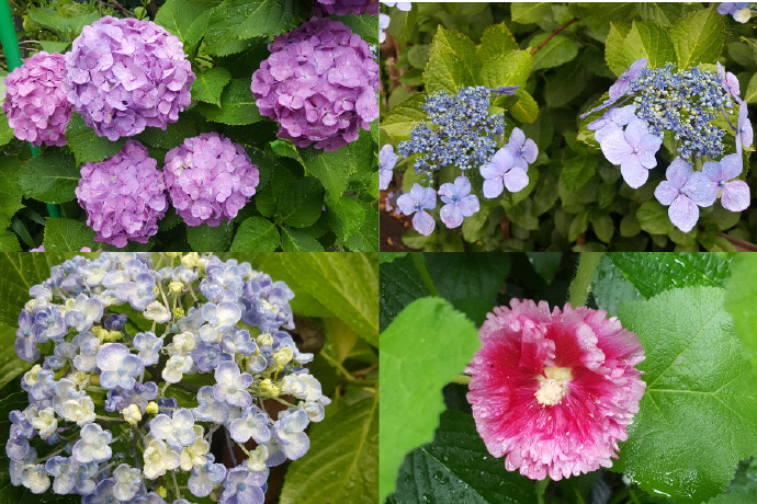 RibikuParks-03.jpeg RibikuParks 03