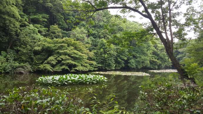 TKRPalace-06.jpeg TKRPalace 06