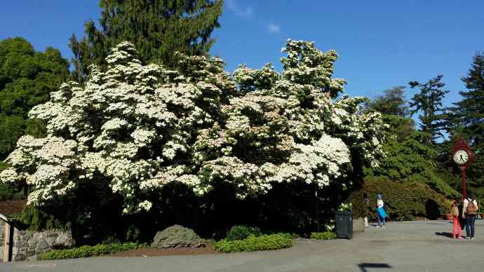 （四）6月5日伊丽莎白皇后公园（Queen Elizabeth Park）