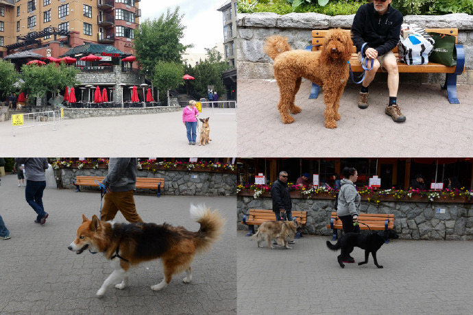 Whistler-11.jpeg Whistler 11