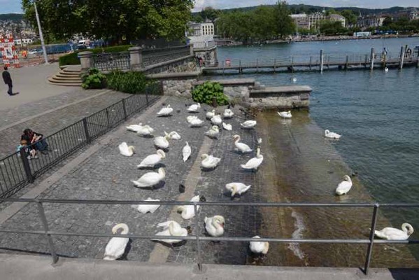 Zurich-23.jpeg Zurich 23