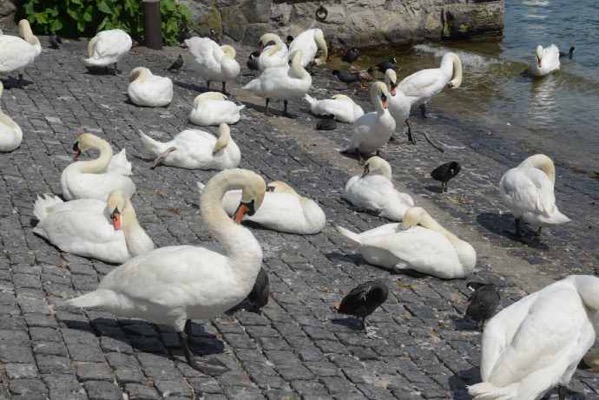 Zurich-24.jpeg Zurich 24