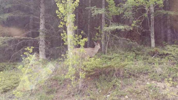 banfu-16.jpeg Banfu 16