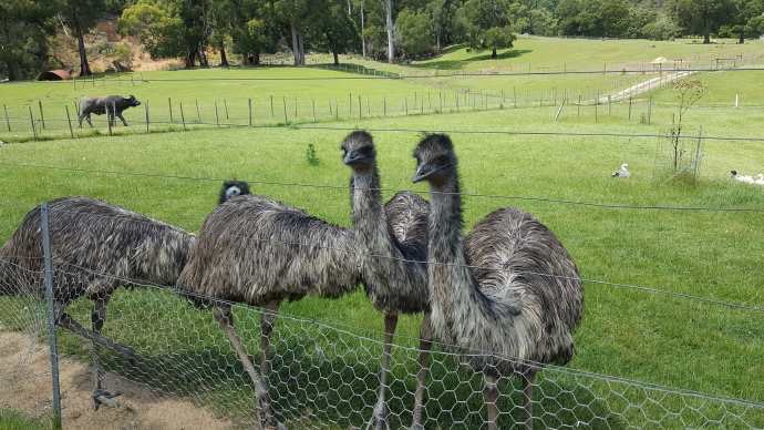 lancheston42.jpeg Lancheston42