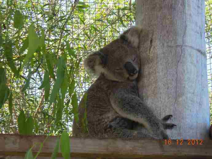 You are currently viewing 澳洲农场—与动物们亲密接触(2012.12.14-16)