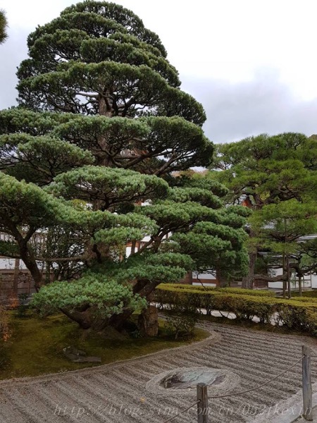 pinetree.jpg Pinetree