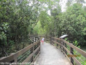 Read more about the article 公园里的沼泽地