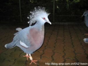 Read more about the article 新加坡裕廊飞禽公园