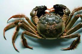 大闸蟹 (2009-12-23 11:03:22)