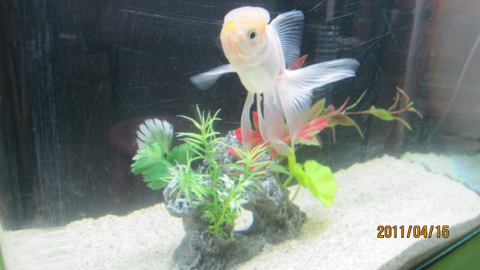 养鱼-04.jpeg 养鱼 04