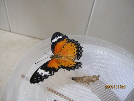 化蝶-01.jpeg 化蝶 01