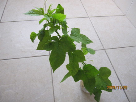 化蝶-05.jpeg 化蝶 05