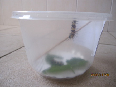 化蝶-07.jpeg 化蝶 07