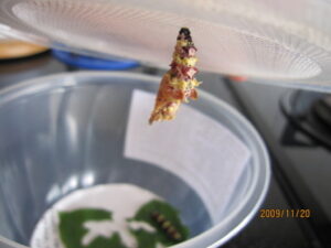 Read more about the article 化蝶 (2009-11-30 10:38:30)